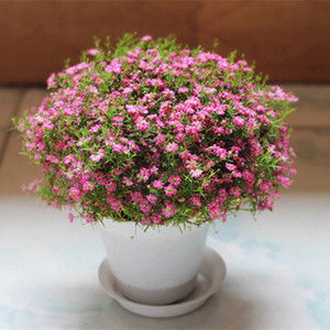 匍匐植物：小矮盆的装饰小Neng手