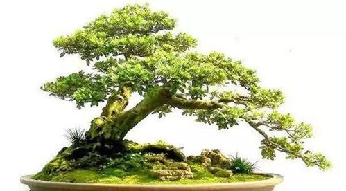 六月雪黄叶掉叶揭秘，夏季养花必看！