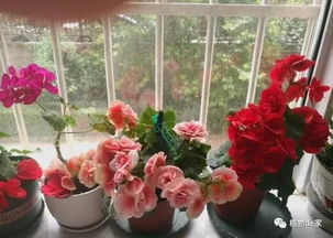 花种子， 网上找个好批发平台