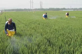 稻子打农药视频下载，你需要的网站推荐来啦！