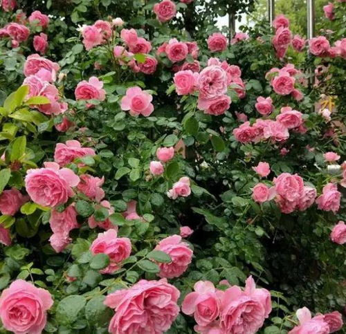 室内月季花养护指南：精选品种，打造您的私人花园