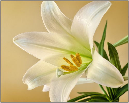 百合花守护，永恒爱意绽放