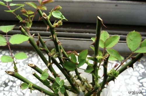 月季夏季修剪技术要点有哪些？如何进行修剪以促进花芽分化