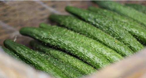 阳台黄瓜病虫害防治攻略，轻松养出健康黄瓜！