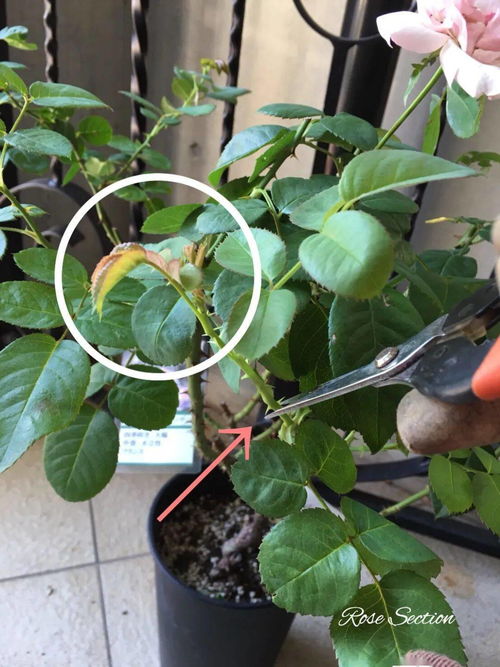 梅花树苗的种植时机揭秘