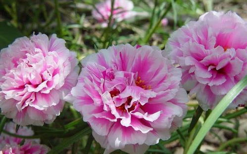 首推波斯菊，这个家伙简直无敌！