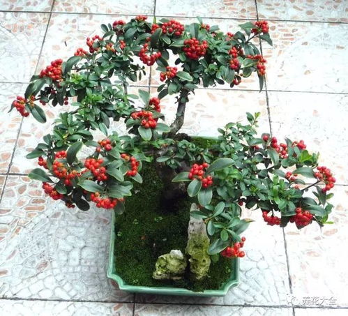 养护心得：火棘球的种植技巧