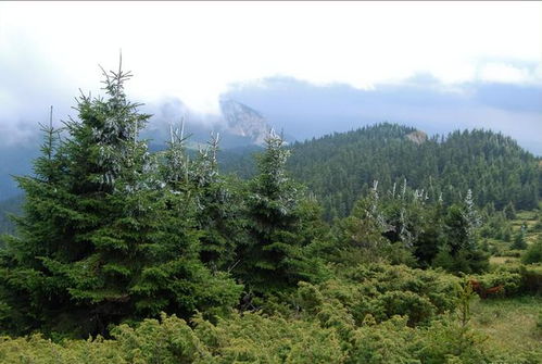 松树的针叶和耐寒嫩力