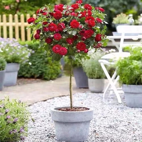 花境之美， 庭院之韵