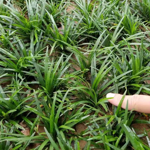 一平方栽种需要多少棵麦冬草？