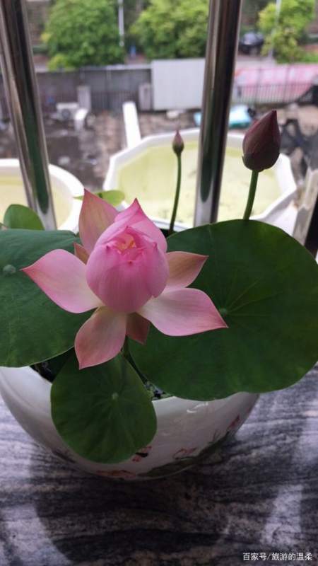 碗莲发芽粘液，这是怎么回事呢