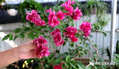 紫薇花开，夏日清凉