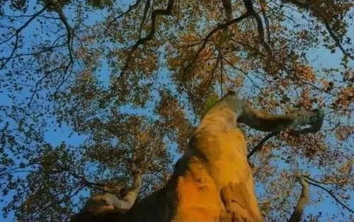 树木的挖掘与保护