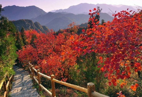 浙江赏红叶攻略：秋日里的美丽邂逅