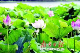 荷花种植时间之谜：9月真的合适吗？