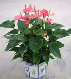 时花，草本还是木本？