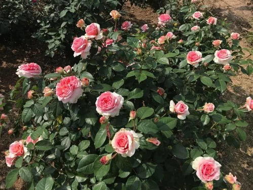 月季黑杆的几种情况与治疗抢救方法