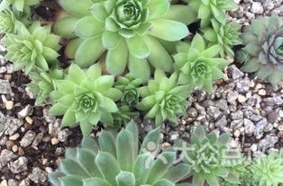 绿植品种， 多样选择