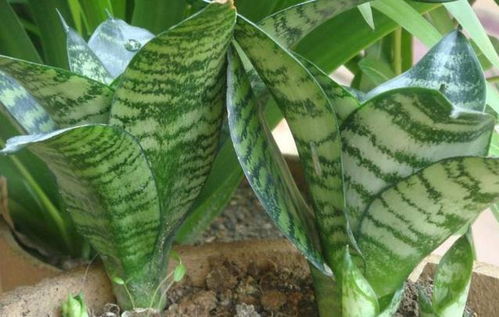 吊兰、 绿萝、虎尾兰、君子兰：冬日里的美景