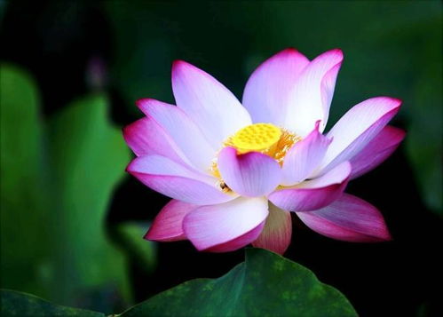 蝴蝶花之美与深意，究竟蕴含着怎样的象征与魅力