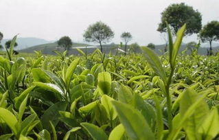 我国茶叶种植面临病虫害和农药残留问题