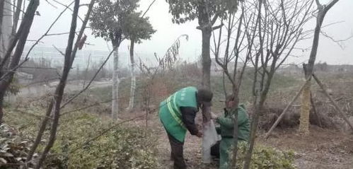 新栽苗木的防寒措施