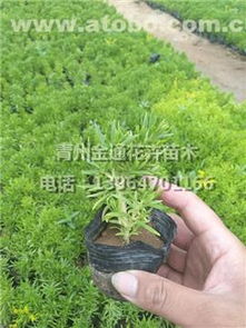 杭州动植物种苗：树苗的专卖店