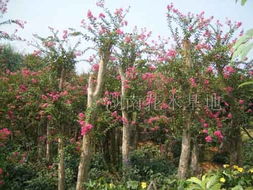 紫薇嫁接小技巧，你学会了吗？