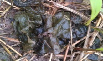 樱花根瘤怎么处理？能否安全食用