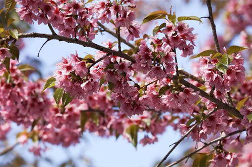 冬天花儿绽放的秘密