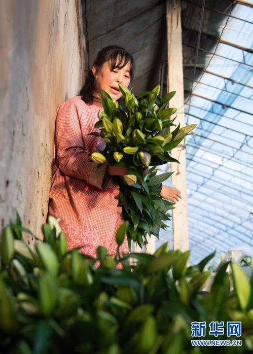 标准化生产， 新苗茁壮成长