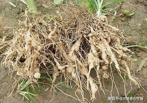 根结线虫，怎么防？