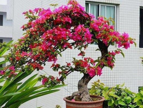 铁兰花如何科学养护才能使其更加旺盛生长