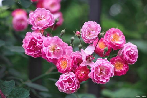 月季园中的小秘密：八大精选品种，养眼又养心