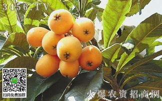 枇杷苗圃杂草防除，需综合考虑生态、化学和物理方法