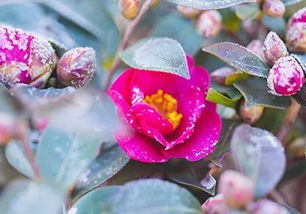 案例分析：红壤土与松针的神奇组合