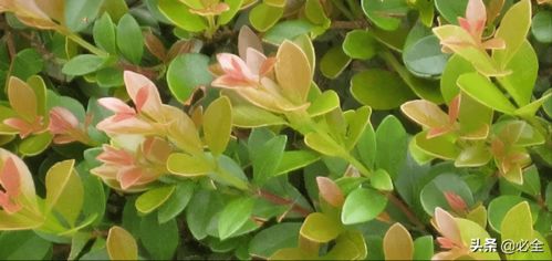 枝枯叶者阝修剪干净