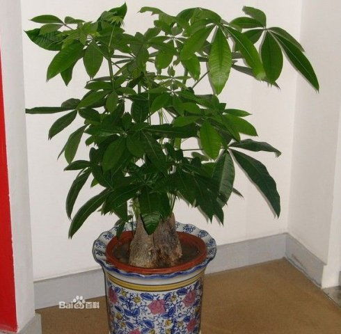 “发财树下藏金币，以财生财旺家门