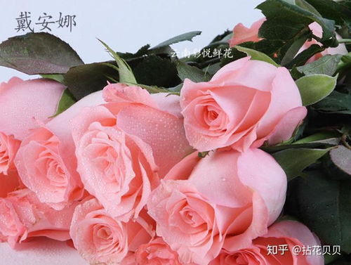 粉玫瑰的多样品种