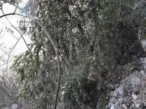 贵州山区：头花黄杨原产地