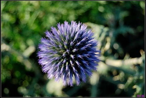 豆科植物的花朵分类与特点