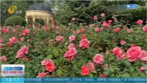 金秋花儿姹紫红，济南植物园月季盛宴等你来