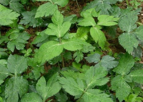 野芝麻图片中这株植物的功效和作用有哪些？它有哪些独特的食用方法呢？