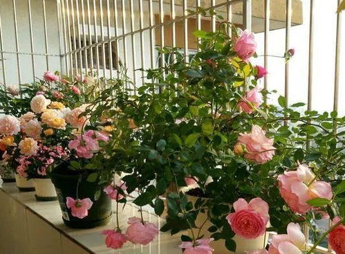 早春养花，新手小白如何选择好养的小型花草？