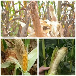 可Neng是虫子闹的