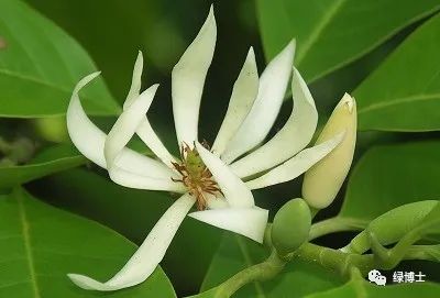 白兰花之美究竟隐藏着怎样的内心世界