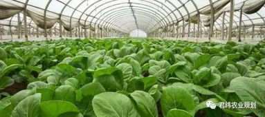 耐寒蔬菜，冬日里的绿色希望