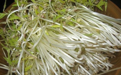 绿豆芽怎么发才好吃？从选豆到发芽