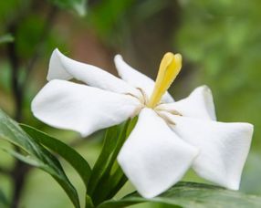 栀子花叶子黄了是浇水过多吗