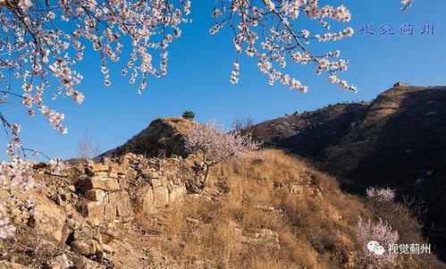 阳春三月，桃花盛开